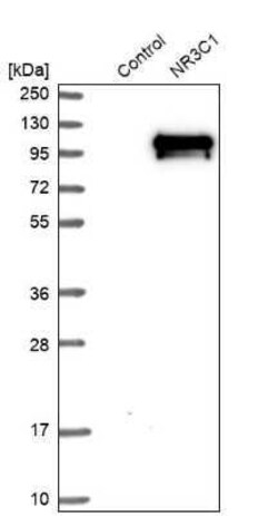 GR/NR3C1 Antibody, Novus Biologicals 25 &mu;L; Unconjugated:Antibodies,