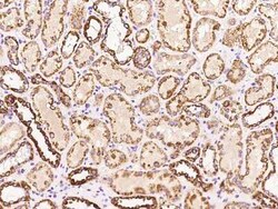 GRAIL/RNF128 Antibody, Novus Biologicals:Antibodies:Primary Antibodies