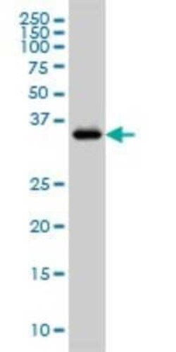 GRAP2 Antibody (1G12), Novus Biologicals 0.1 mg | Buy Online | Novus Biologicals | Fisher Scientific