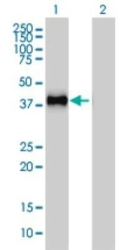 GRAP2 Antibody (1G12), Novus Biologicals 0.1 mg | Buy Online | Novus Biologicals | Fisher Scientific