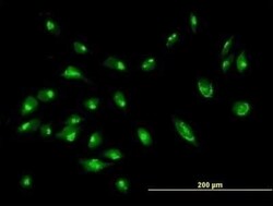 GRASP55 Antibody, Novus Biologicals 0.05 mg | Buy Online | Novus Biologicals | Fisher Scientific