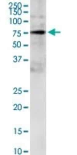 GRB10 Antibody (1A7), Novus Biologicals 0.1 mg | Buy Online | Novus Biologicals | Fisher Scientific