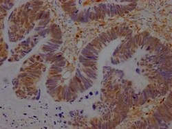 GRB2 Antibody (6E1), Novus Biologicals 100 &mu;g; Unconjugated:Antibodies,