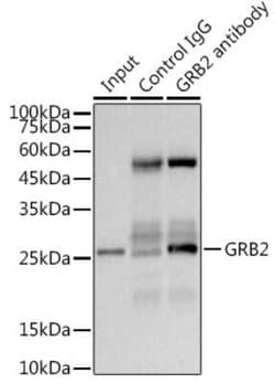 GRB2 Rabbit anti-Human, Mouse, Rat, Clone: 9K6H0, Novus Biologicals 100 &mu;g | Buy Online | Novus Biologicals | Fisher Scientific
