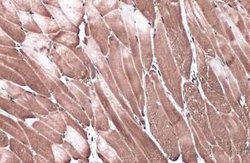 GRF2 Antibody, Novus Biologicals 100 &mu;g; Unconjugated:Antibodies, Polyclonal