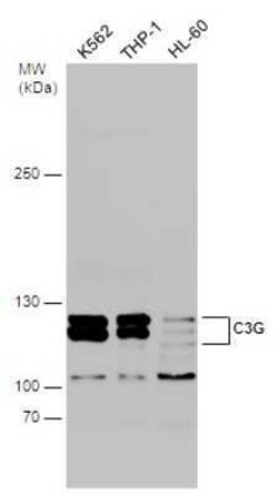 GRF2 Antibody, Novus Biologicals 100 &mu;g; Unconjugated:Antibodies, Polyclonal