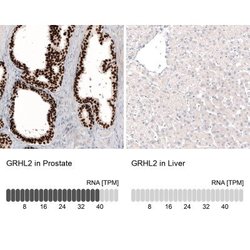 GRHL2 Antibody (CL3760), Novus Biologicals:Antibodies:Primary Antibodies