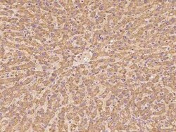 GRIM19 Antibody, Novus Biologicals 100 &mu;g | Buy Online | Novus Biologicals | Fisher Scientific