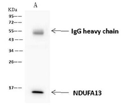 GRIM19 Antibody, Novus Biologicals 100 &mu;g | Buy Online | Novus Biologicals | Fisher Scientific