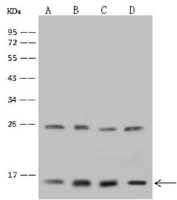 GRIM19 Antibody, Novus Biologicals 100 &mu;g | Buy Online | Novus Biologicals | Fisher Scientific