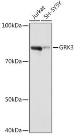 GRK3 Rabbit anti-Human, Clone: 10O6S3, Novus Biologicals 20 &mu;g; Unconjugated:Antibodies,