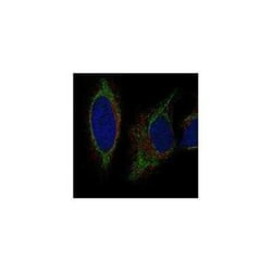 GRK7 Rabbit anti-Human, Polyclonal, Novus Biologicals 100 &mu;g | Buy Online | Novus Biologicals | Fisher Scientific