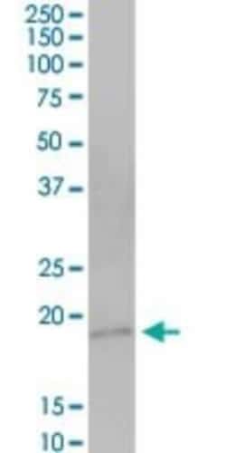 GRP Antibody, Novus Biologicals 0.05 mg | Buy Online | Novus Biologicals | Fisher Scientific
