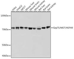 GRP75/HSPA9B/Mortalin Rabbit anti-Human, Mouse, Rat, Clone: 9D6H0, Novus