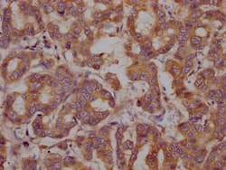 GRP78/HSPA5 Antibody (4H12), Novus Biologicals 100 &mu;g; Unconjugated:Antibodies,