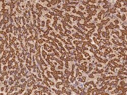 GRPEL1 Antibody, Novus Biologicals:Antibodies:Primary Antibodies