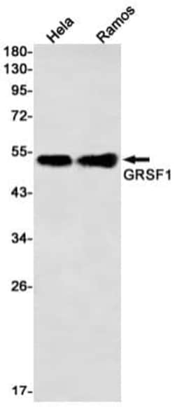 GRSF1 Antibody (S06-2B5), Novus Biologicals:Antibodies:Primary Antibodies