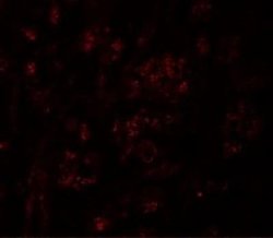 GSAP Antibody - BSA Free, Novus Biologicals 0.1 mg; Unconjugated:Antibodies,