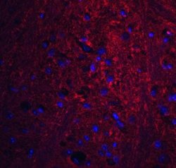GSAP Antibody - BSA Free, Novus Biologicals 0.1 mg; Unconjugated:Antibodies,