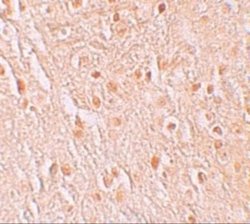 GSAP Antibody - BSA Free, Novus Biologicals 0.1 mg; Unconjugated:Antibodies,