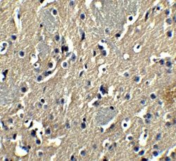 GSAP Antibody - BSA Free, Novus Biologicals 0.1 mg; Unconjugated:Antibodies,