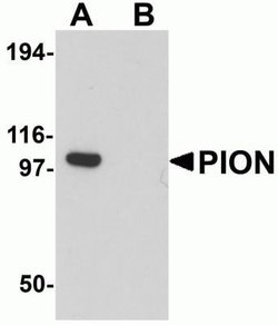GSAP Antibody - BSA Free, Novus Biologicals 0.1 mg; Unconjugated:Antibodies,