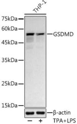 GSDMDC1 Rabbit anti-Human, Clone: 8A8A5, Novus Biologicals 100 &mu;g | Buy Online | Bio-Techne | Fisher Scientific