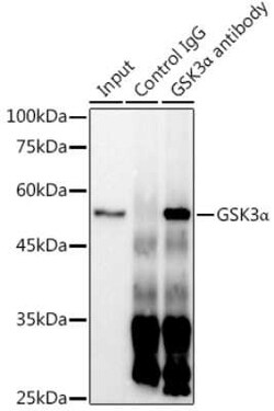 GSK-3 alpha Rabbit anti-Human, Mouse, Rat, Clone: 4I10Q9, Novus Biologicals 100 &mu;g | Buy Online | Novus Biologicals | Fisher Scientific