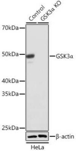 GSK-3 alpha Rabbit anti-Human, Mouse, Rat, Clone: 4I10Q9, Novus Biologicals 100 &mu;g | Buy Online | Novus Biologicals | Fisher Scientific