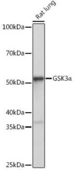 GSK-3 alpha Rabbit anti-Human, Mouse, Rat, Clone: 4I10Q9, Novus Biologicals 100 &mu;g | Buy Online | Novus Biologicals | Fisher Scientific