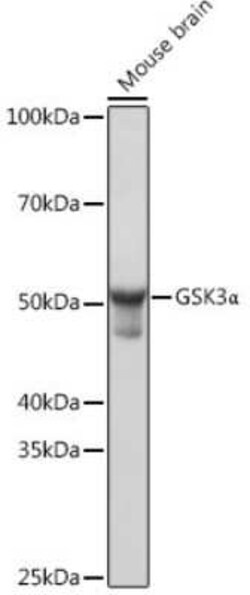 GSK-3 alpha Rabbit anti-Human, Mouse, Rat, Clone: 4I10Q9, Novus Biologicals 100 &mu;g | Buy Online | Novus Biologicals | Fisher Scientific