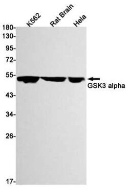 GSK-3 alpha Rabbit anti-Human, Mouse, Rat, Clone: S07-3A2, Novus Biologicals 25 &mu;g | Buy Online | Novus Biologicals | Fisher Scientific