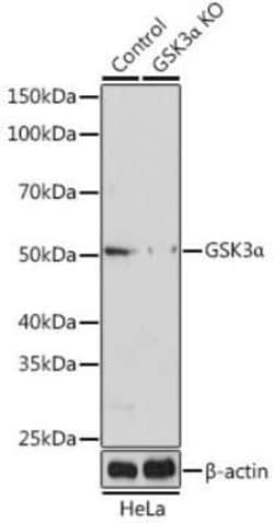 GSK-3 alpha Rabbit anti-Human, Mouse, Rat, Polyclonal, Novus Biologicals 20 &mu;g | Buy Online | Bio-Techne | Fisher Scientific