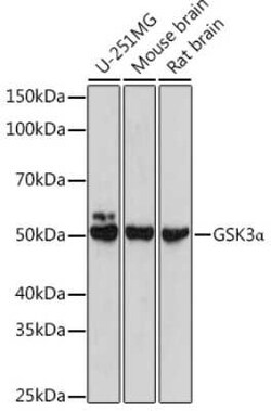 GSK-3 alpha Rabbit anti-Human, Mouse, Rat, Polyclonal, Novus Biologicals 20 &mu;g | Buy Online | Bio-Techne | Fisher Scientific