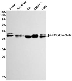 GSK-3 alpha/beta Antibody (S08-8G7), Novus Biologicals:Antibodies:Primary