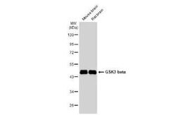 GSK-3 beta Antibody (GT16711), Novus Biologicals 100 &mu;g; Unconjugated:Antibodies,