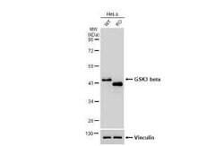 GSK-3 beta Antibody (GT16711), Novus Biologicals 100 &mu;g; Unconjugated:Antibodies,