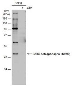 GSK-3 beta, p Ser390 Antibody, Novus Biologicals 100 &mu;g; Unconjugated:Antibodies,