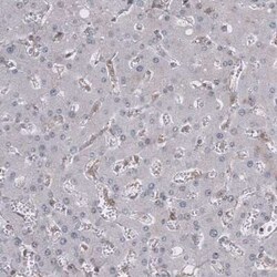 GSPT1 Antibody (CL13332), Novus Biologicals:Antibodies:Primary Antibodies