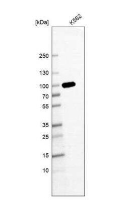 GSPT1 Antibody (CL13332), Novus Biologicals:Antibodies:Primary Antibodies