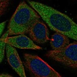 GSPT1 Rabbit anti-Human, Polyclonal, Novus Biologicals:Antibodies:Primary