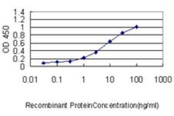 GSTA1 Antibody (1F9), Novus Biologicals 0.1 mg | Buy Online | Novus Biologicals | Fisher Scientific