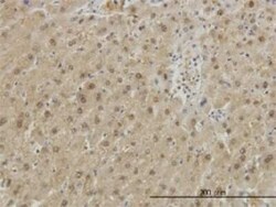 GSTA1 Antibody (2F7), Novus Biologicals 0.1 mg | Buy Online | Novus Biologicals | Fisher Scientific