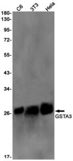 GSTA3 Rabbit anti-Human, Mouse, Rat, Clone: S07-1G3, Novus Biologicals 100 &mu;g | Buy Online | Bio-Techne | Fisher Scientific
