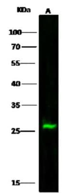 GSTM2 Antibody, Novus Biologicals:Antibodies:Primary Antibodies