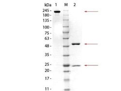 GSTM3 Antibody (20C11.H5.E11), Novus Biologicals 50 &mu;g | Buy Online | Novus Biologicals | Fisher Scientific