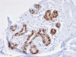 GSTM3 Mouse anti-Human, Clone: CPTC-GSTMu3-1, Novus Biologicals:Antibodies:Primary
