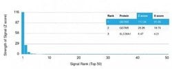 GSTM3 Mouse anti-Human, Clone: CPTC-GSTMu3-1, Novus Biologicals:Antibodies:Primary