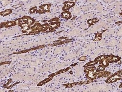 GSTM3 Antibody, Novus Biologicals 100 &mu;g, Unconjugated:Antibodies, Polyclonal