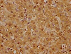 GSTO1 Antibody (2C7), Novus Biologicals 100 &mu;g; Unconjugated:Antibodies,